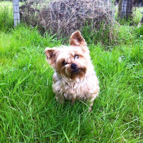 🎀Meet your Posher🎀 - Picture 6 of 8